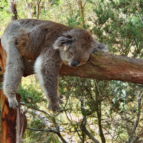 Day 1&2 Halls Gap Mannum